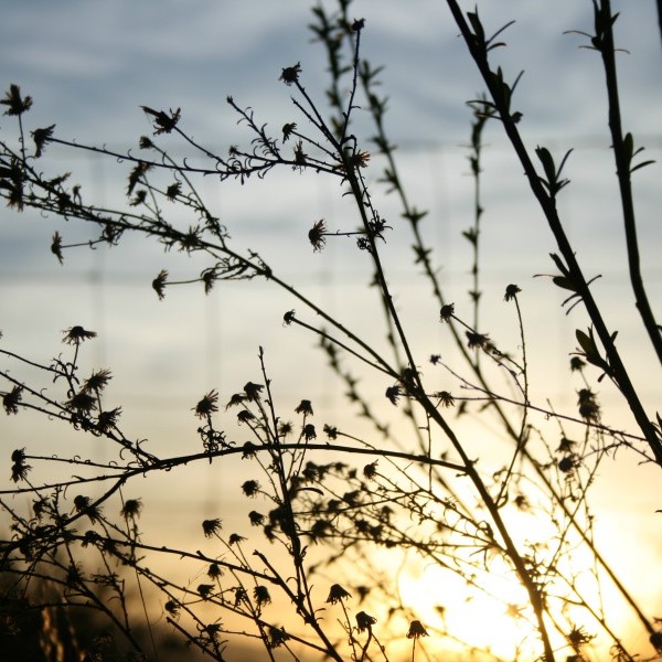 KB_Graphic_and_Web-Prairie (square)